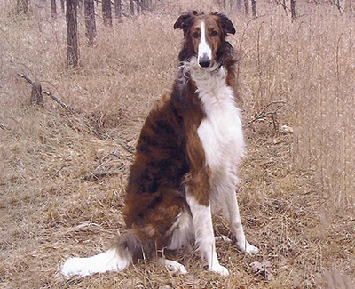 Top Obedience Borzoi 2005